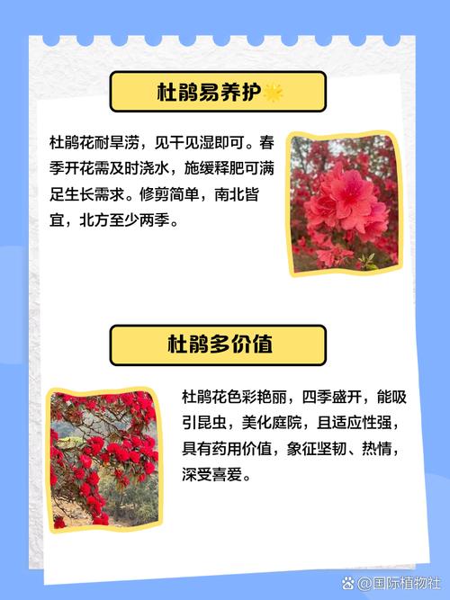 杜鹃花的种类和品种-图1 杜鹃花的种类和品种-图1