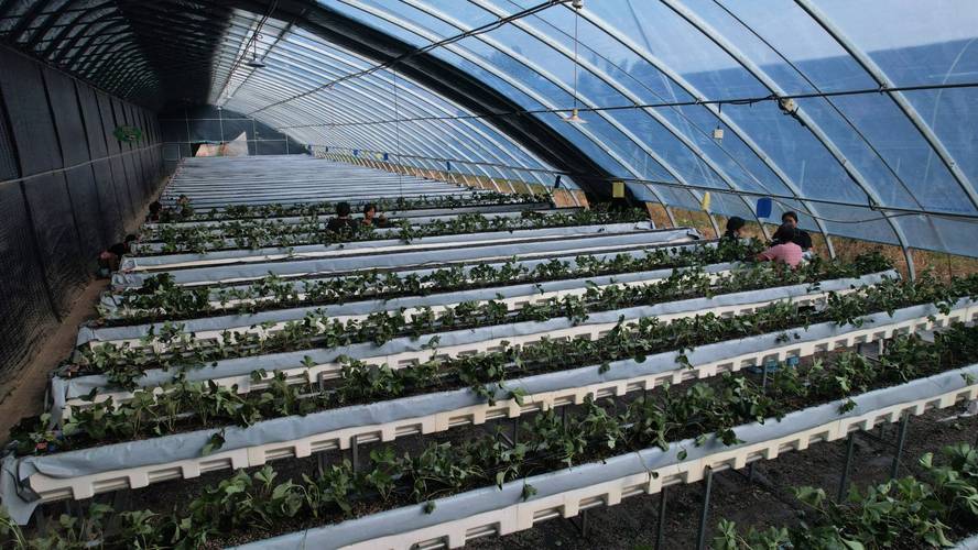 草莓大棚种植技术有哪些新突破？-图2
