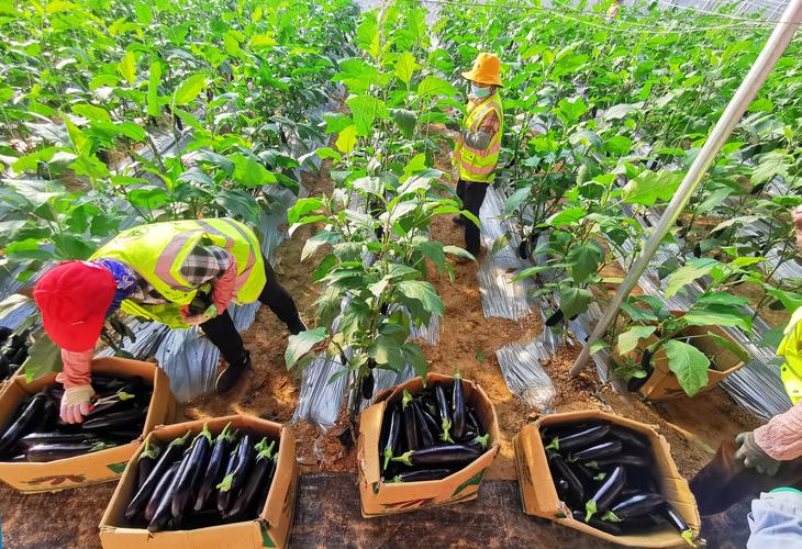 大棚种植茄子技术视频-图1