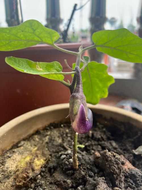 大棚种植茄子技术视频-图2