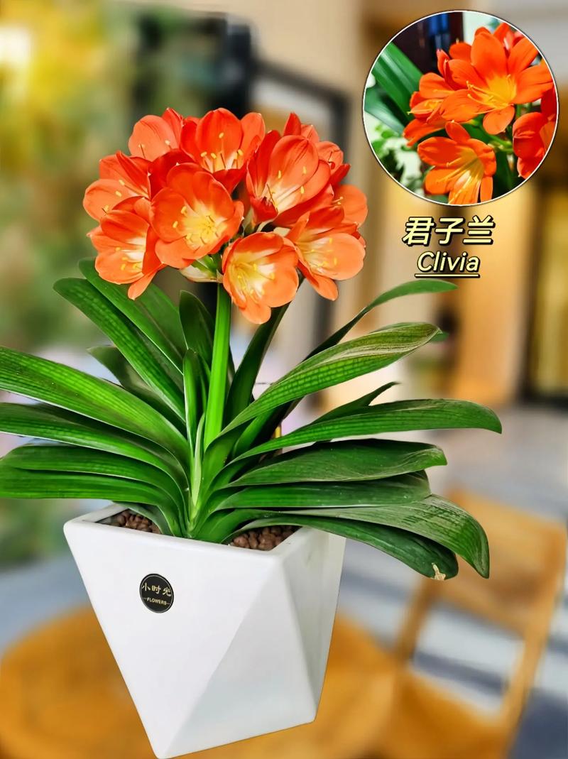 君子兰小品种有哪些？-图1