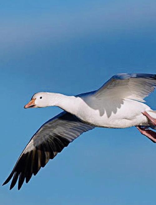 会飞的鹅品种有哪些？-图1