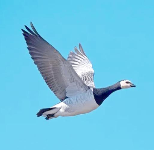 会飞的鹅品种有哪些？-图2