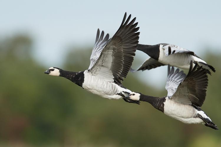 会飞的鹅品种有哪些？-图3