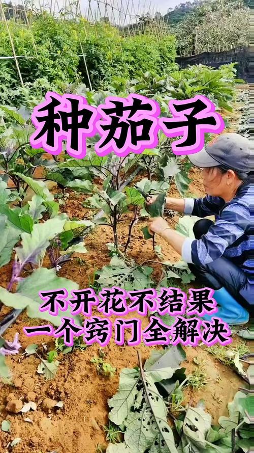 茄子高产种植技术视频，如何实现高产？-图1