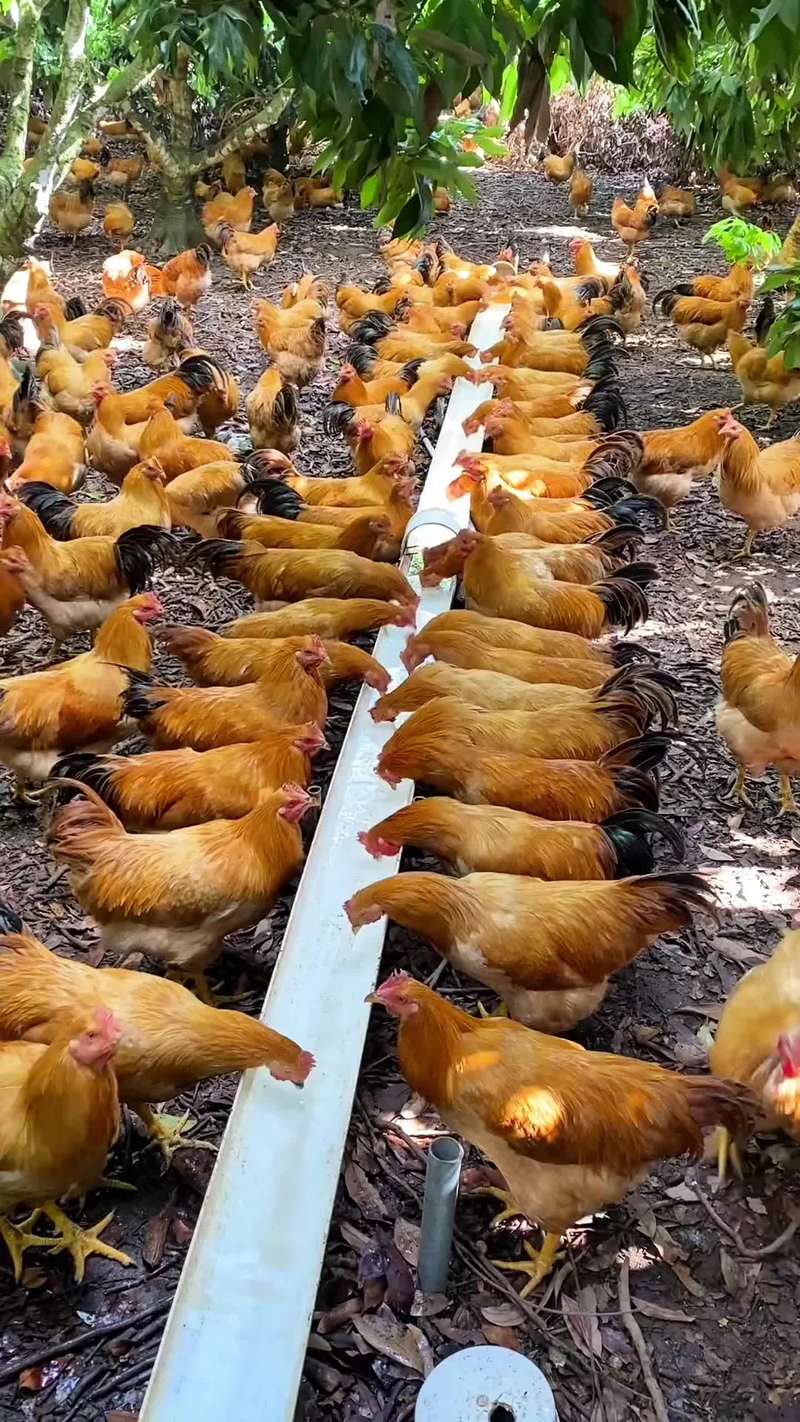 土鸡养殖技术视频怎么学？-图2