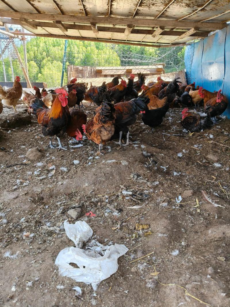 土鸡养殖技术视频怎么学？-图3