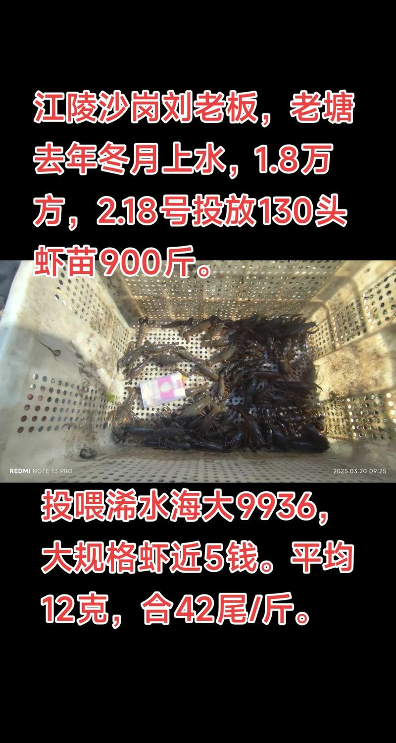 屋内龙虾立体养殖技术如何高效实现？-图1