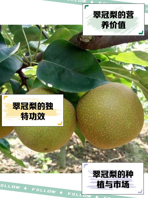 梨价最高品种是哪几种？-图2