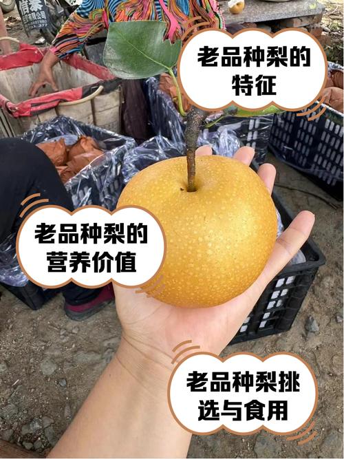 梨价最高品种是哪几种？-图3