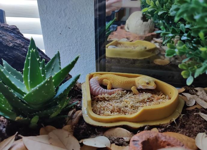 广西壁虎养殖技术视频怎么学？-图2