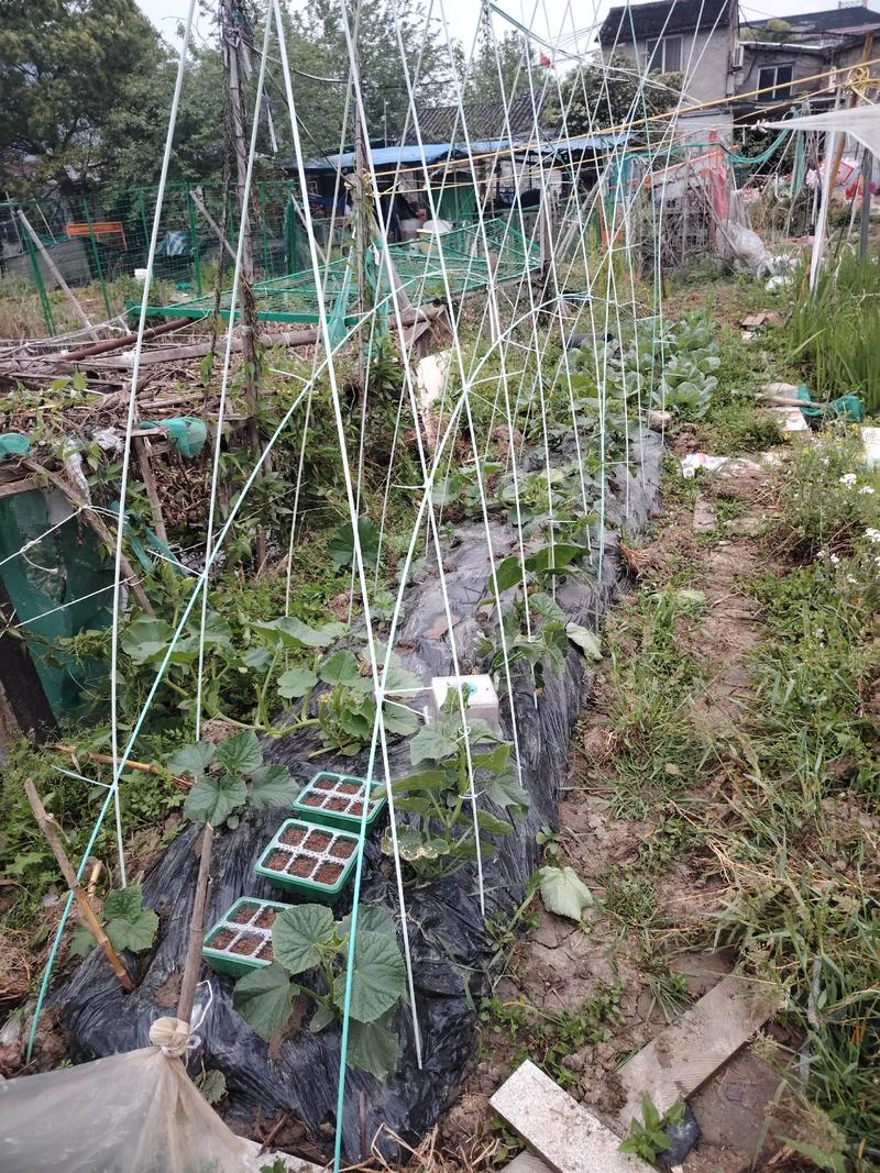 香瓜露地搭架种植技术要点有哪些？-图2