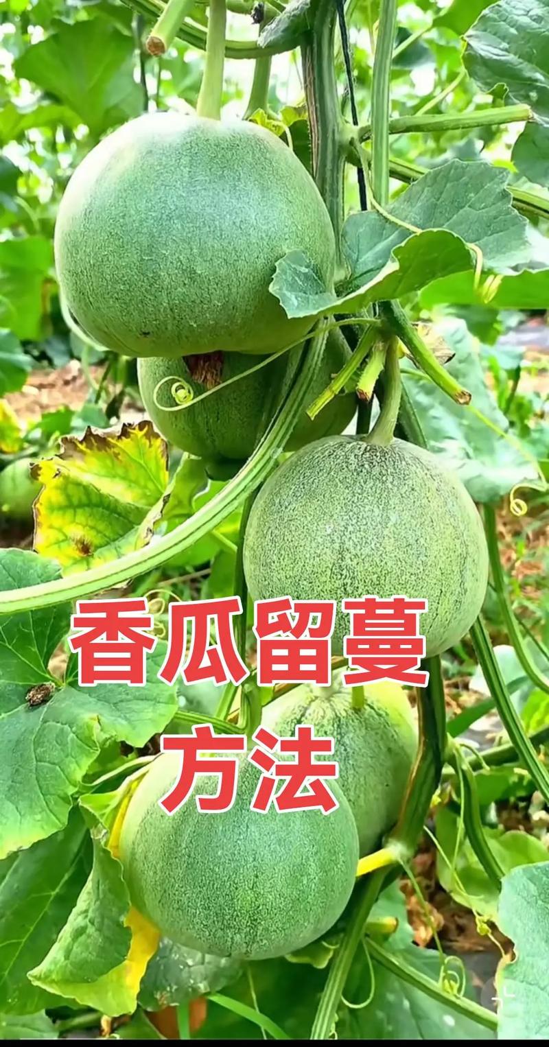 香瓜露地搭架种植技术要点有哪些？-图3