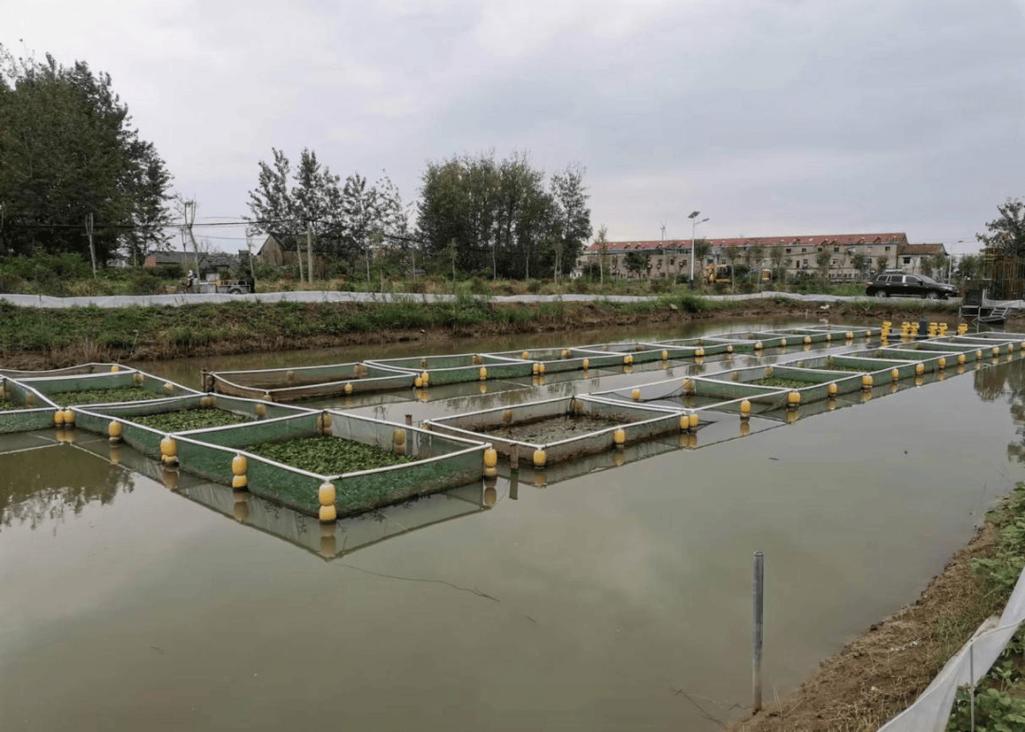 土池黄鳝养殖技术视频有哪些要点？-图2