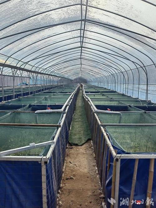 土池黄鳝养殖技术视频有哪些要点？-图3