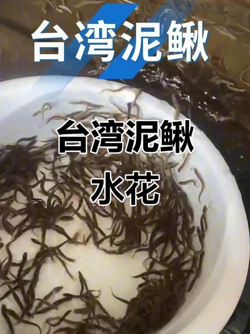 台湾泥鳅孵化技术视频关键点在哪？-图1