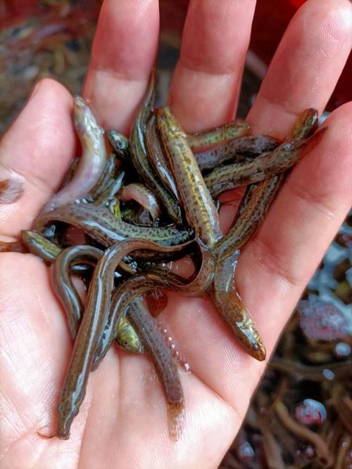 台湾泥鳅孵化技术视频关键点在哪？-图3