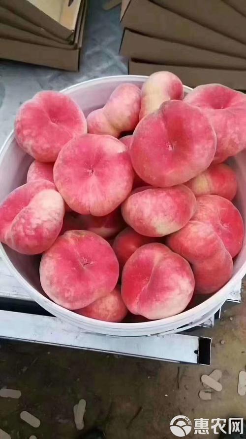 特大早熟的桃品种有-图1