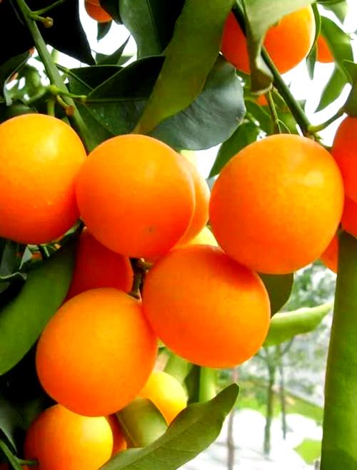 柑桔最新品种是什么？-图1