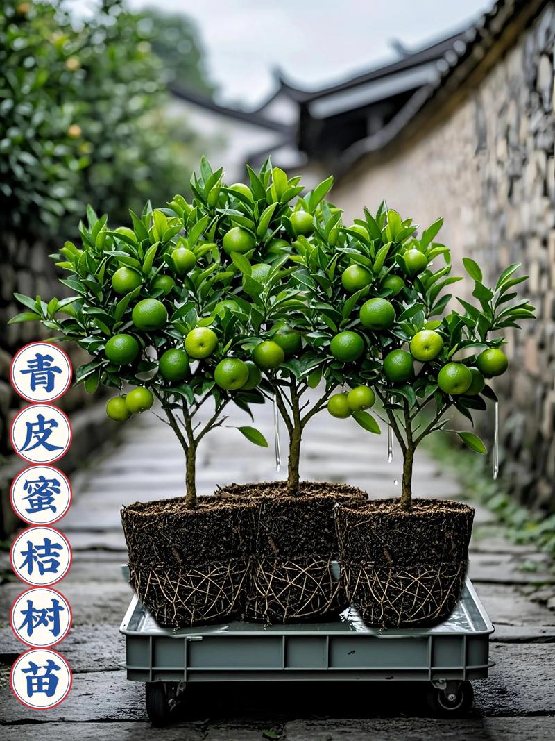 柑桔最新品种是什么？-图2