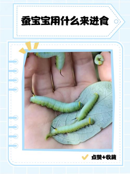 中国十大蚕品种排名-图2