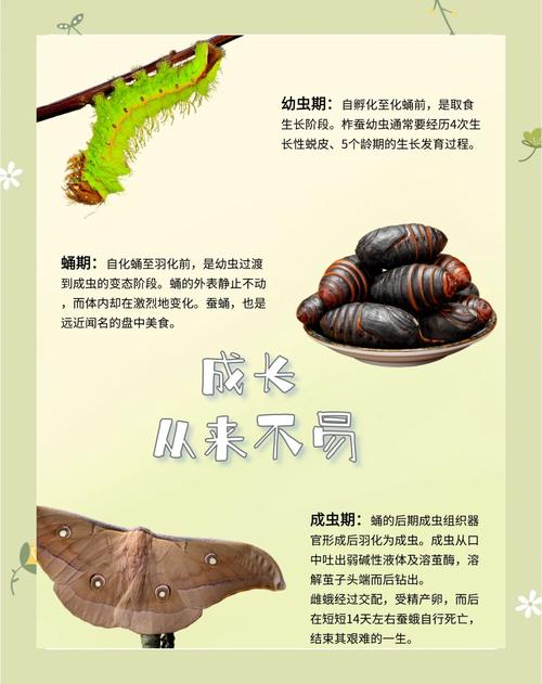 中国十大蚕品种排名-图1