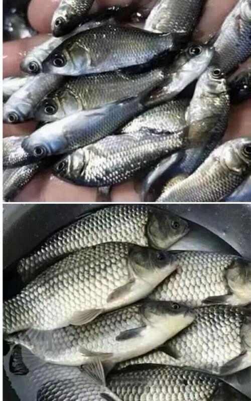 野生鲫鱼如何高效养殖？-图2