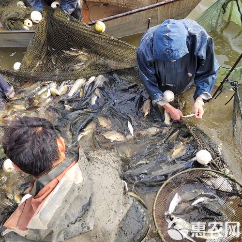 野生鲫鱼如何高效养殖？-图3