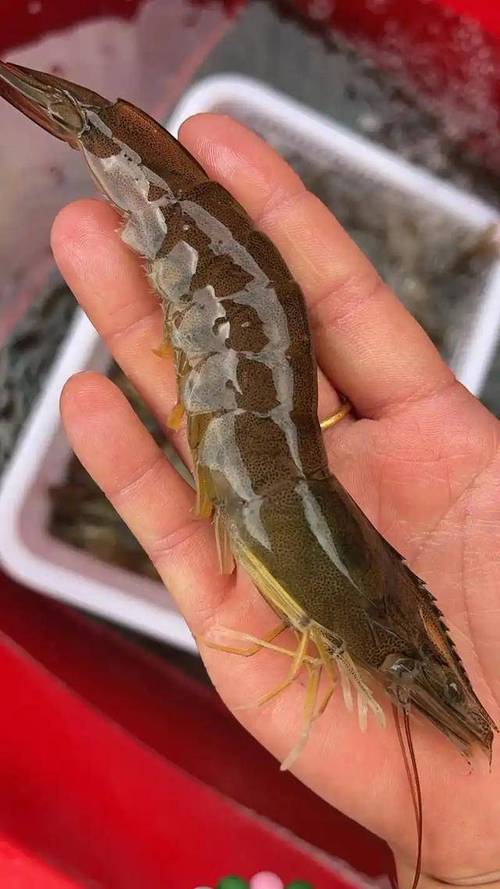 养殖业最多的虾品种-图1