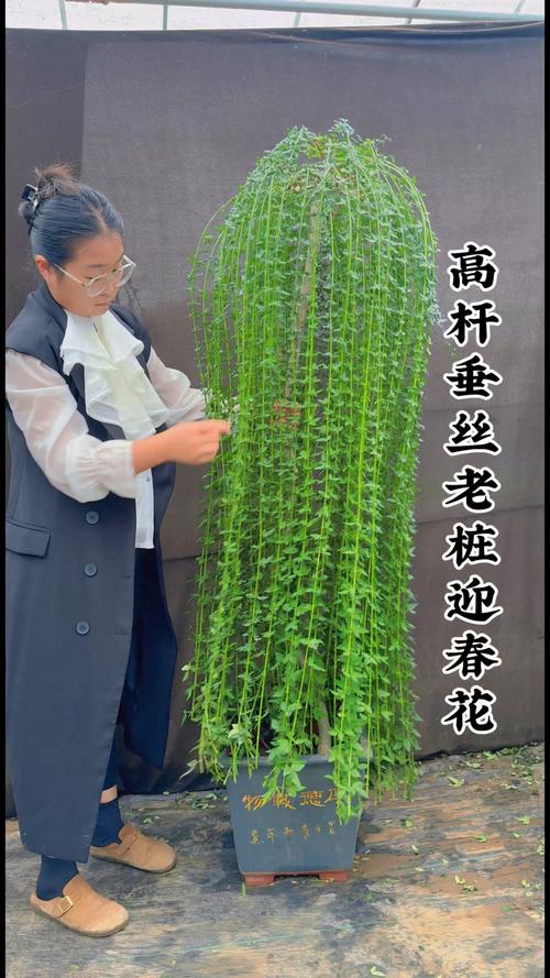 迎春花品种有哪些？-图1