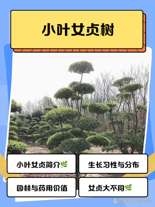 女贞树品种到底有多少种？-图1