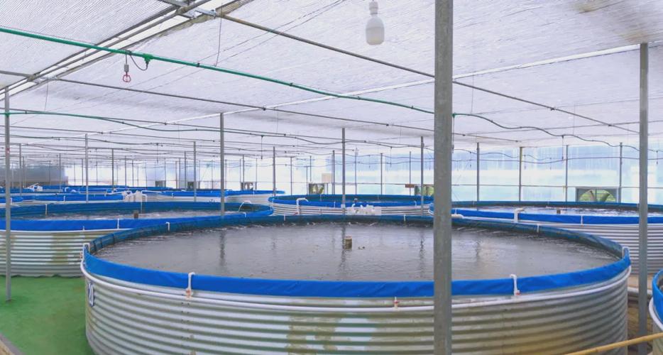 斗门鲈鱼养殖技术视频怎么学？-图1