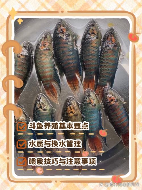 斗门鲈鱼养殖技术视频怎么学？-图2