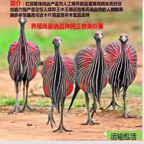 珍珠鸡的品种有好多-图3 珍珠鸡的品种有好多-图3