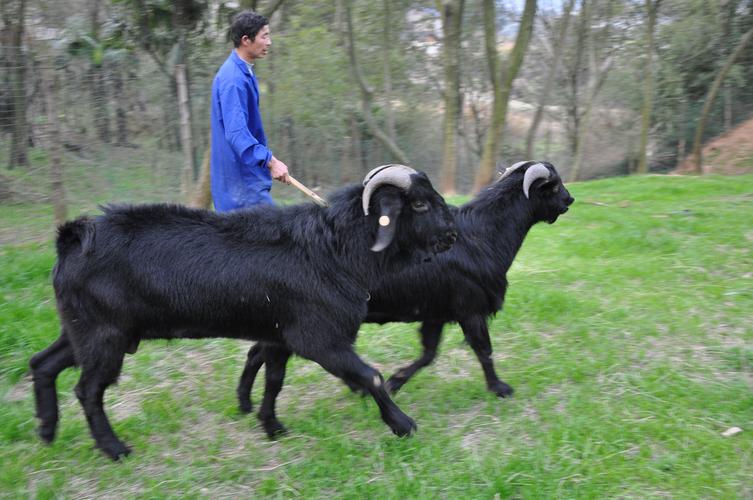 湘美黑山羊有哪些主要品种？-图1