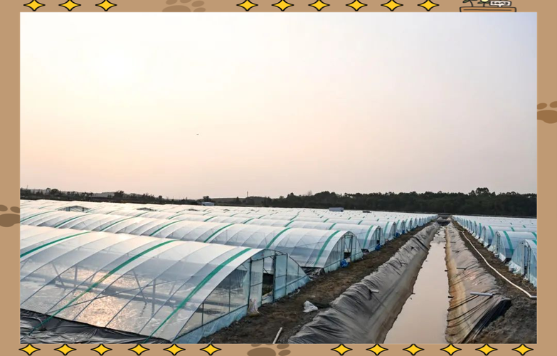 对虾大棚越冬养殖技术-图1 对虾大棚越冬养殖技术-图1