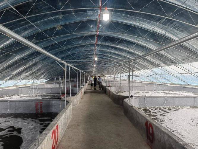 对虾大棚越冬养殖技术-图2 对虾大棚越冬养殖技术-图2