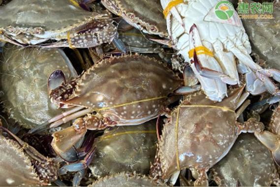 梭子蟹2025年价格会涨还是跌？-图2