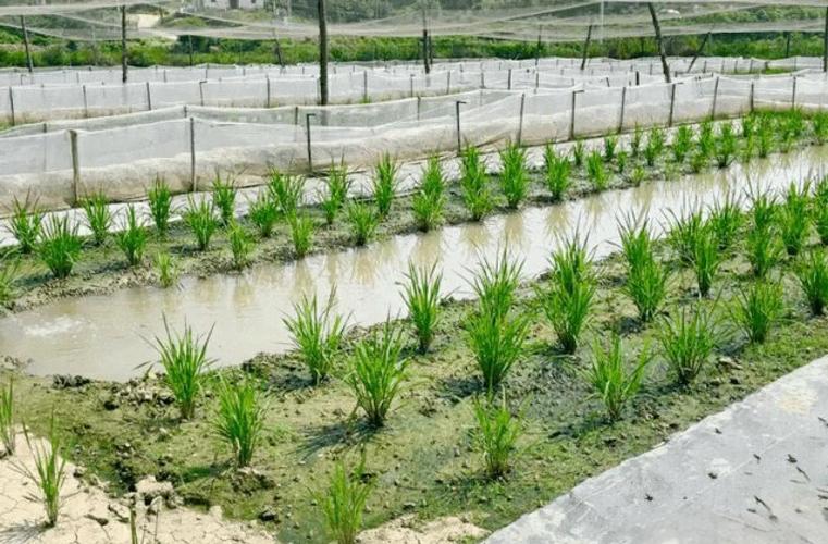 大棚青蛙养殖技术视频怎么学?-图2 大棚青蛙养殖技术视频怎么学?-图2