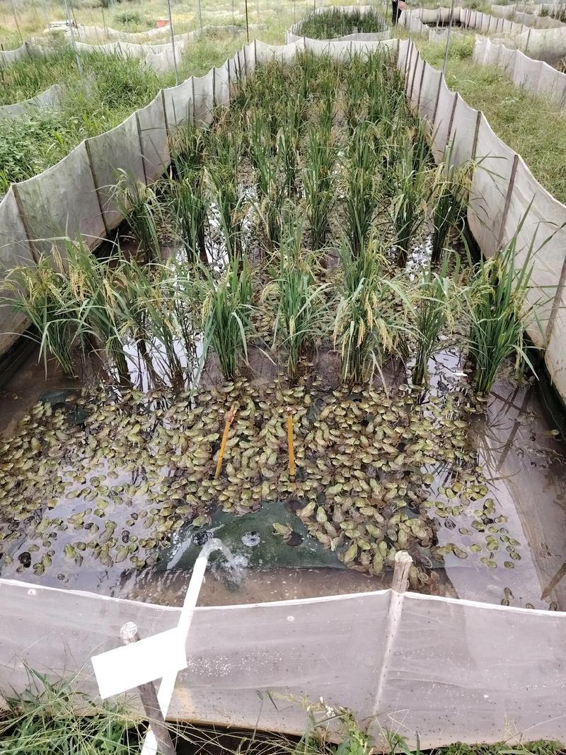 大棚青蛙养殖技术视频怎么学?-图3 大棚青蛙养殖技术视频怎么学?-图3