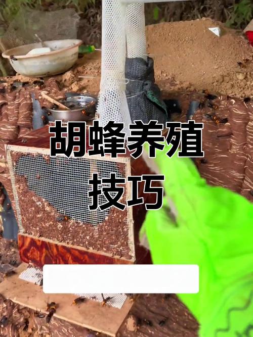 胡蜂室内养殖技术如何安全高效?-图2 胡蜂室内养殖技术如何安全高效?-图2