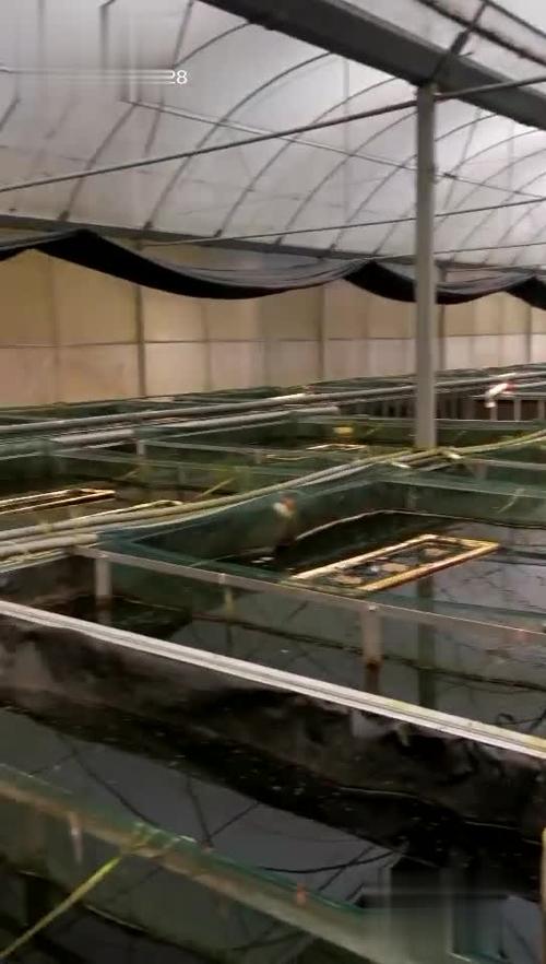 大棚鳝鱼养殖技术视频-图1