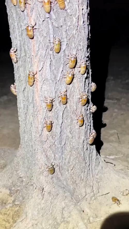 知了幼虫养殖技术要点有哪些？-图1