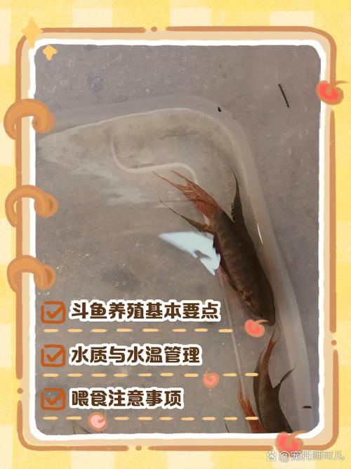 淡水野生小鱼如何高效养殖？-图1