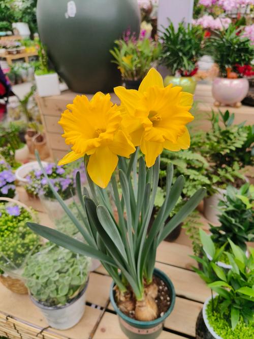 水仙花最好看的品种-图1 水仙花最好看的品种-图1