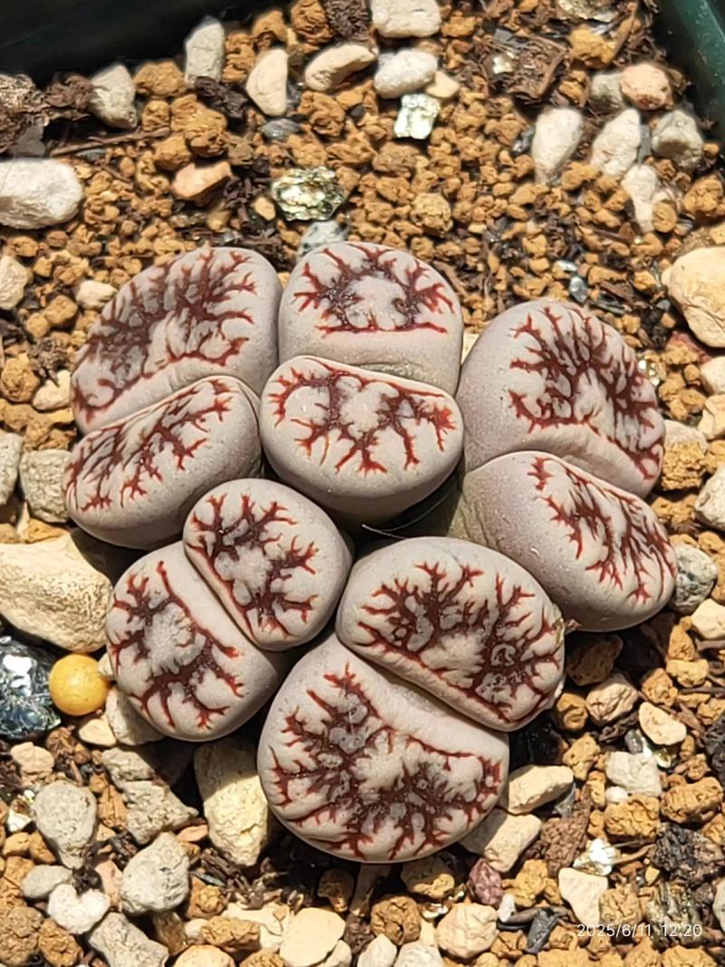 石生花哪个品种颜值最高？-图2