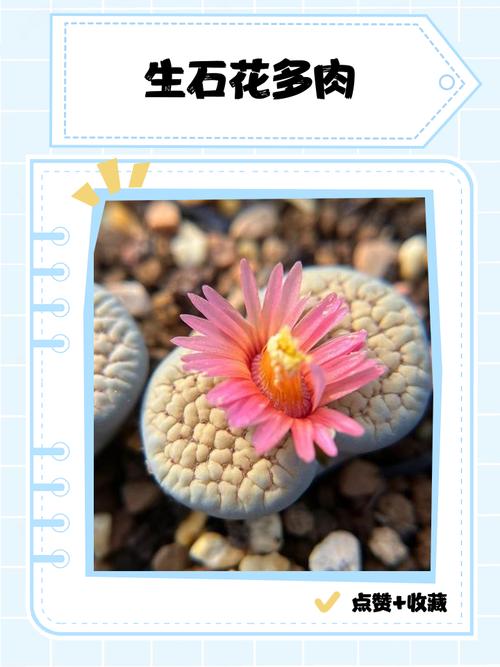 石生花哪个品种颜值最高？-图3