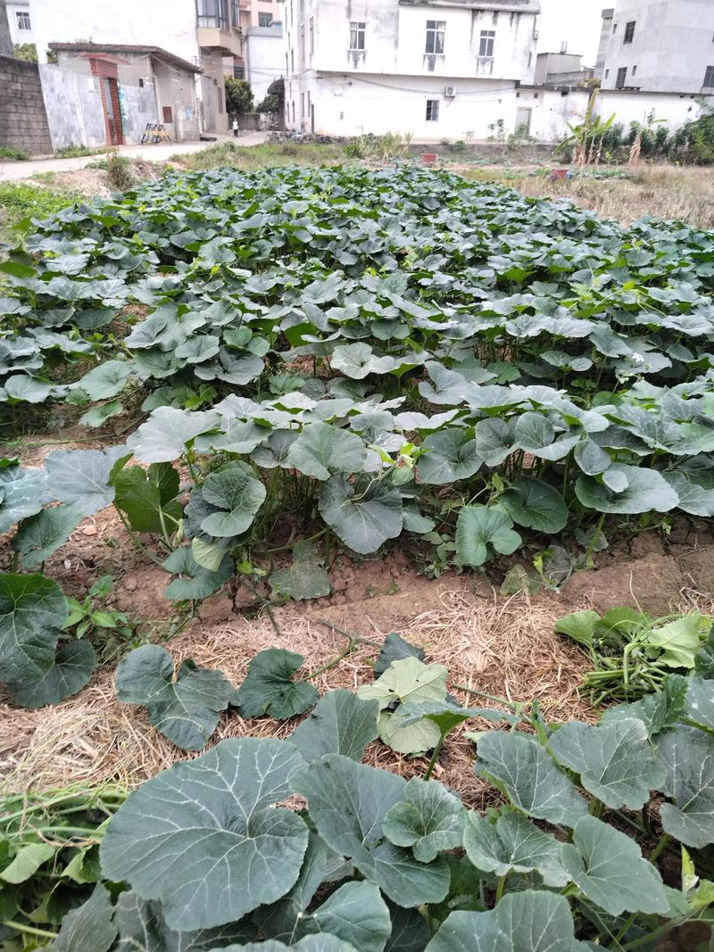 露地南瓜怎么种?视频教你关键技术!-图1 露地南瓜怎么种?视频教你关键技术!-图1