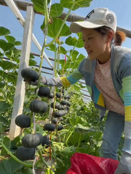 露地南瓜怎么种?视频教你关键技术!-图2 露地南瓜怎么种?视频教你关键技术!-图2