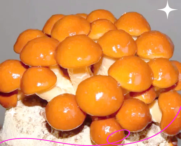 滑子蘑哪些栽培品种最适合种植?-图1 滑子蘑哪些栽培品种最适合种植?-图1